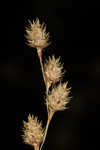 Shortbeak sedge